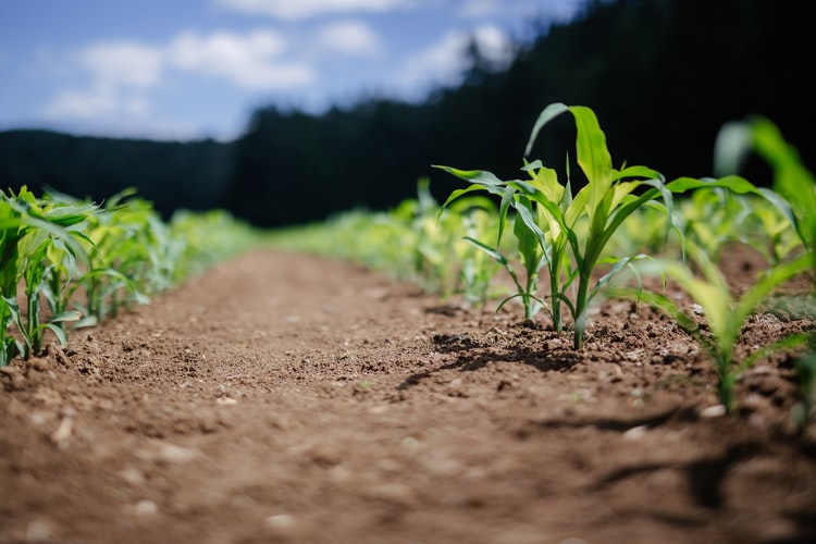 EU and US agriculture managers face each other over the role of innovation in sustainable agriculture