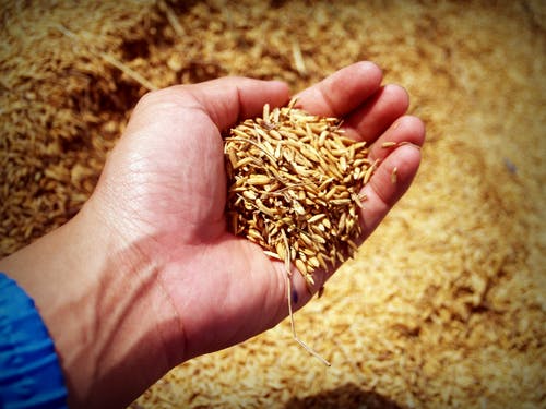 Better yields expected in EU barley