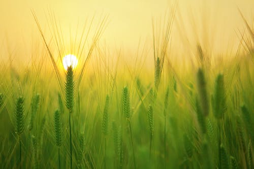 Better yields expected in EU barley