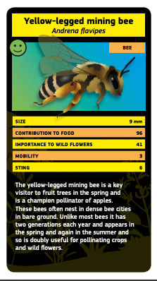 Example of pollinators cards