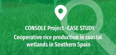 Cooperative rice production in coastal wetlands in Southern Spain