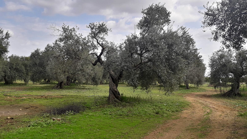 Olive grove in Andalusia