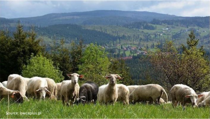 Program “Sheep Plus” - Provincial Program of Economic
Activation and Preservation of the Cultural Heritage of
the Beskids and Kraków-Częstochowa Upland