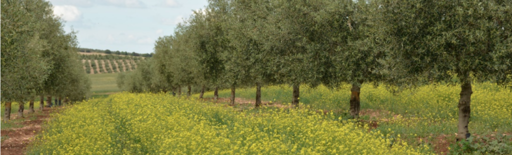 Integrated production in the olive groves